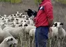 Darius Filipiak, 29 ans, s'est installé dans le Lot après un CS ovin et plusieurs expériences professionnelles en élevage ovin.