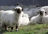 Mouton nez noir du Valais