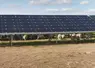 Moutons pâturant sous des panneaux solaires.
