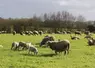 Brebis et agneaux au pâturage en Bretagne.