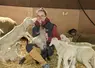 Pauline Jouve avec un agneau dans sa bergerie