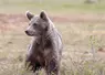 Jeune ours brun dans la nature