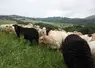 Moutons dans une prairie
