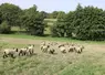 Moutons sur prairie