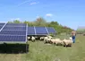 Moutons sous les panneaux photovoltaïques