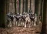 Image générée par IA montrant une meute de loups dans un bois.