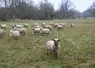 Moutons au pâturage