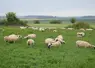 <em class="placeholder">Moutons au pâturage</em>