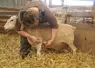 <em class="placeholder">Vaccination d&#039;une brebis</em>