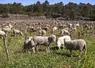 <em class="placeholder">Ovins pâturant dans les vignes</em>