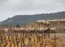 <em class="placeholder">Berger conduisant ses brebis dans les vignes.</em>