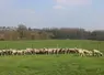 Troupeau ovin au pâtuerage
