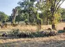 <em class="placeholder">Brebis au pré, en train de manger des feuilles d&#039;arbre au sol.</em>