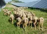 <em class="placeholder">La FNO, propose l&#039;examen d&#039;un projet agrivoltaïque afin de rendre un avis technique.</em>