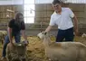 <em class="placeholder">Brebis et agneau de race Mouton Boulonnais</em>