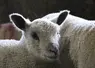 <em class="placeholder">Agneau de race avranchin</em>