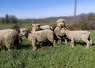 <em class="placeholder">Troupeau de brebis Southdown</em>