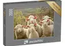 <em class="placeholder">Puzzle moutons curieux PuzzleYou</em>