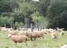 Cactus est une solution de protection des arbres en situation de pâturage d'ovins, caprins, bovins, équins et contre la faune sauvage.