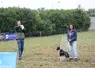 Vente aux enchères de chiens de conduite Border Collie.