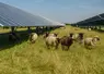 <em class="placeholder">Moutons pâturant dans une centrale agrivoltaïque</em>