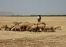 <em class="placeholder">Moutons et éleveur au Maroc</em>