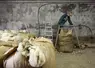 <em class="placeholder">Elevage ovin. Remplissage d'un curon de laine lors après la tonte de moutons de race Ile de France à la bergerie du lycée agricole de Crezancy dans l'Aisne. Fibre ...</em>