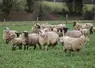 <em class="placeholder">Une troupe ovine pâture un couvert.</em>