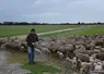 L'éleveur rentre les brebis pour la nuit