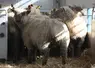 Des moutons sont transportés dans un camion.