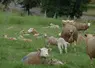 Des brebis au pâturage avec leurs agneaux.