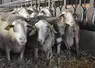 Un troupeau de brebis lacaunes en bergerie.