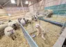 Un chiot de protection dans une case refuge dans une bergerie avec ovins.