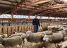 Maxime Mechin dans sa bergerie, au milieu de ses brebis BMC. 