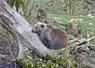 Ours allongé sur un tronc