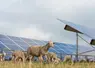 Des moutons pâturent à côté de panneaux solaires.