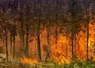 Feu dans une forêt de pins