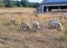 Des ovins pâturent de l'herbe sèche sur pied.
