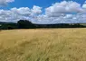Prairie avec une herbe jaunie à cause de la canicule.