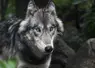 Loup en gros plan dans la forêt.