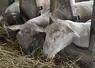 Brebis Romane mangeant du fourrage dans une bergerie.
