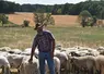 Eleveur devant son troupeau