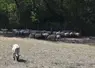 Troupeau ovin pâturant une prairie grillée