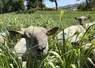 Gros plan sur une brebis pâturant du moha ou du millet.