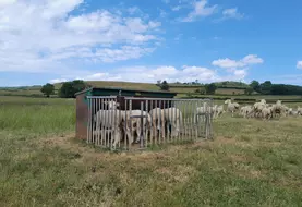 Brebis et agneaux sur les prairies naturelles de l'exploitation de Vincent Bizouard, située à Arconcey, en Côte-d'Or.