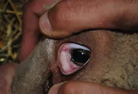 La muqueuse oculaire blanche est le premier symptôme d'une infestation d'Haemonchus contortus.