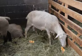 Brebis en case d'agnelage fait un bisou à un poussin