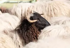 Un bélier noir parmi un troupeau de moutons blancs.
