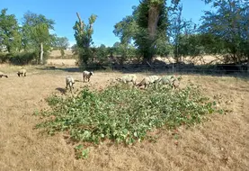 <em class="placeholder">Brebis au pré et affouragement en feuilles</em>