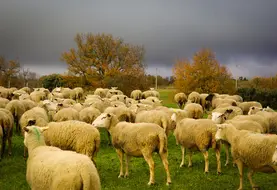 <em class="placeholder">Moutons pâturant sur une zone humide de l&#039;Aude.</em>